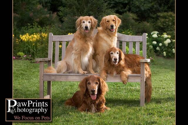 northern virginia golden retriever rescue golden retriever setter mix great rescue northern virginia golden retriever rescue golden retriever setter mix great rescue