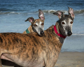 Dog Cat Rescue Northern Virginia Dog Cat Rescue Northern Virginia