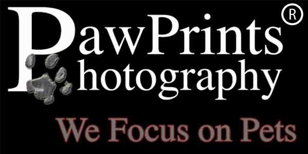 northern virginia pet photography logo